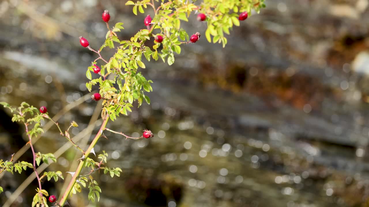 A rosehip branch gently sways beside a flowing stream in Kinloch, New Zealand, under natural daylight