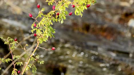 a rosehip branch gently sways beside a flowing stream in kinloch, new zealand, under natural daylight
