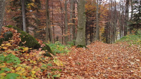 Autumn-forest-trees-yellow-and-red-foliage,-woodland-aerial-view-in-fall-season,-natural-colorful-park