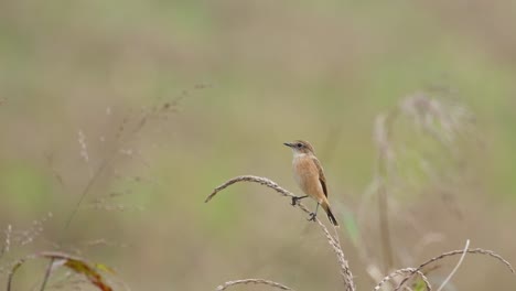 Mirando-Hacia-La-Izquierda-Mientras-Está-Sobre-Un-Césped-Mientras-La-Cámara-Se-Aleja,-Amur-Stonechat-O-Stejneger&#39;s-Stonechat-Saxicola-Stejnegeri,-Tailandia