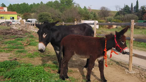 close up shot of adult donkey and young newborn exploring nature on farm