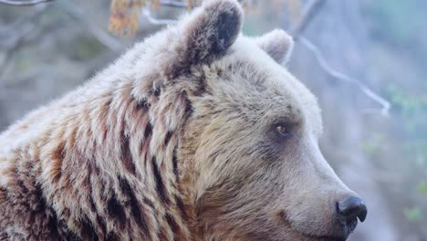 slowmotion close-up shot of a brown bear sitting and looking around