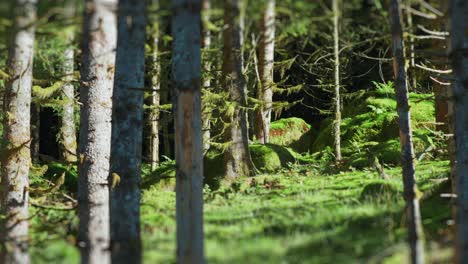 Una-Toma-Con-Efecto-De-Cambio-De-Inclinación-De-Los-árboles-Cubiertos-De-Musgo-En-El-Bosque-Encantado-Iluminado-Por-El-Sol.