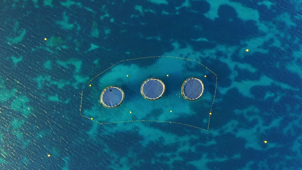 지중해에 있는 나무 농장의 고리들 (aerial top view)