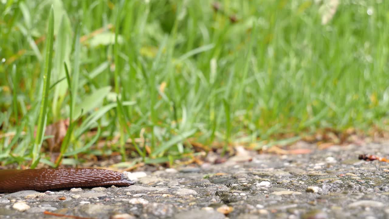 검은색, 갈색의 슬러그가 왼쪽에서 기어와 오른쪽의 프레임을 빠져나갑니다.
