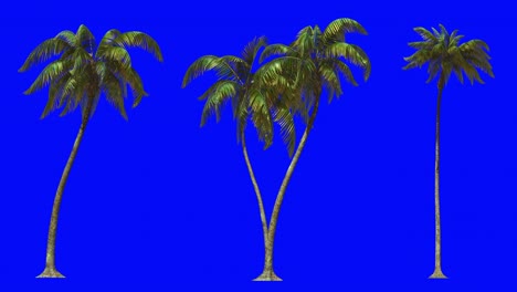 3d animation for keying, three palm trees on a blue chromakey