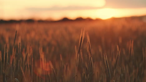 close camera panning over a beautiful view of a wheat field on sunset