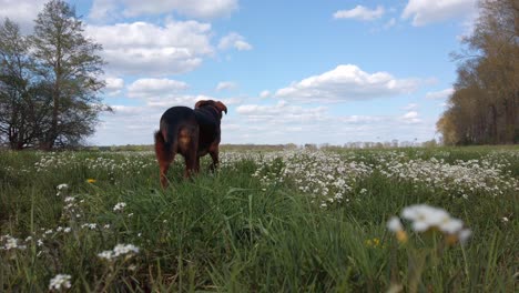 dog-walking-through-grass-with-flowers