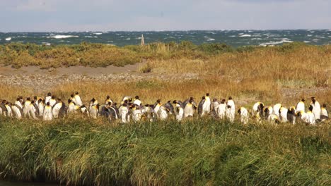 colonia de pingüinos en el sur de la patagonia se encuentra en la hierba cerca del océano, frontera argentina y chilena tierra del fuego, fauna patagónica