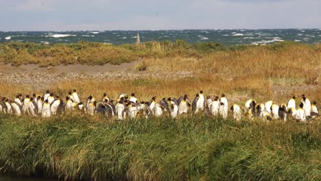 colony of penguins in southern patagonia stands in the grass near the ocean, argentinian and chilean border tierra del fuego, patagonian fauna