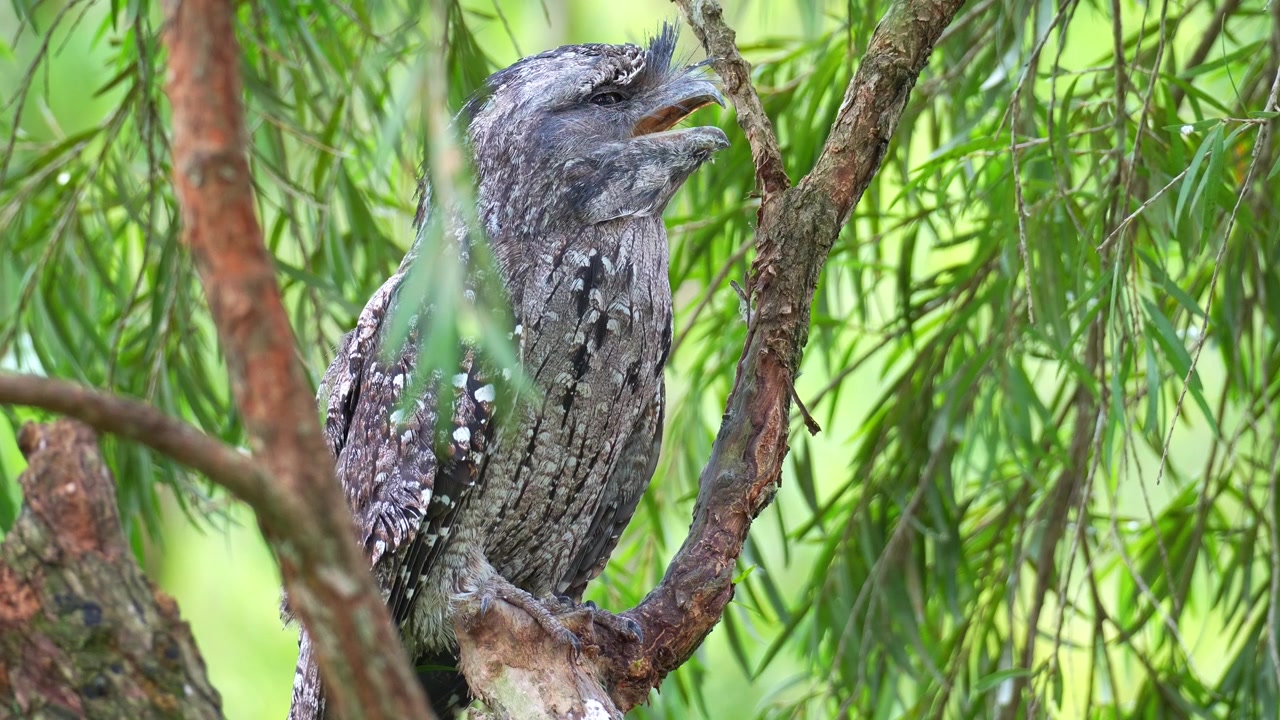 A Tawny frogmouth (Podargus strigoides) perches on tree branch with its mouth open, camouflaged among the tree bark and woodland forest environment, close up shot.