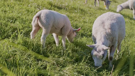 Lindos-Animales-Ovejas-Dolly-Y-Corderos-Ganado-Pastando-En-El-Campo-De-Pasto-A-La-Luz-Del-Día-Día-Soleado