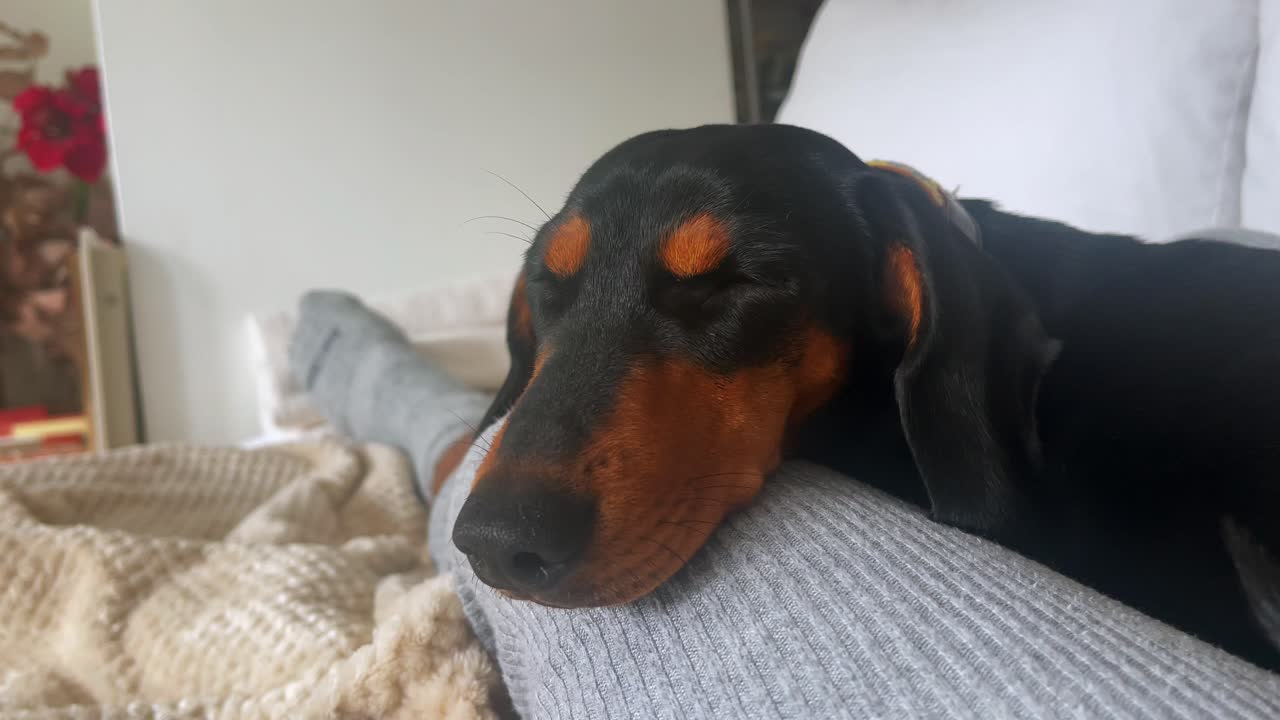 Peaceful dachshund puppy napping on human's lap, pup asleep on a person's legs