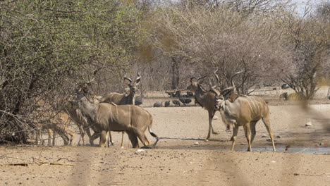 Ein-Majestätischer-Männlicher-Kudu-Mit-Großen-Hörnern-Grast-Mitten-In-Seiner-Herde,-Als-Er-Aufschreckt-Und-Die-Anderen-Zur-Reaktion-Bringt