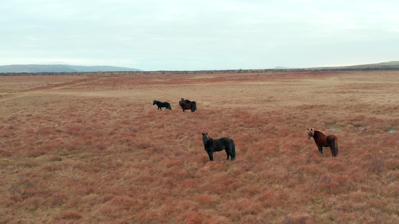 órbita aérea sobre caballos salvajes pastoreando en campos naturales paisaje, islandia