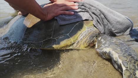 sea turtle rescue on a beach