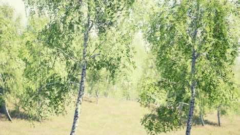sun shinning throught birch forest