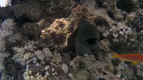 murene mirando a su alrededor desde entre las rocas en 4k