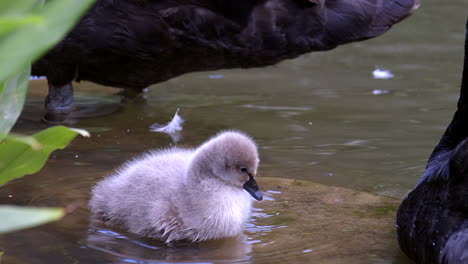cygnet walking slowly into the shallow lake in slow motion - closeup shot