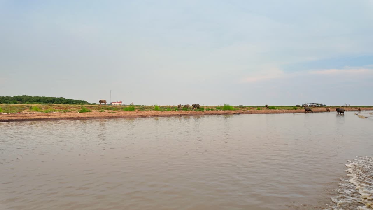 Landscape view from a boat moving along the Bassac River. On the low riverbank where cows gather, drinking from the water, bathing in the shallows, and feeding of the land.