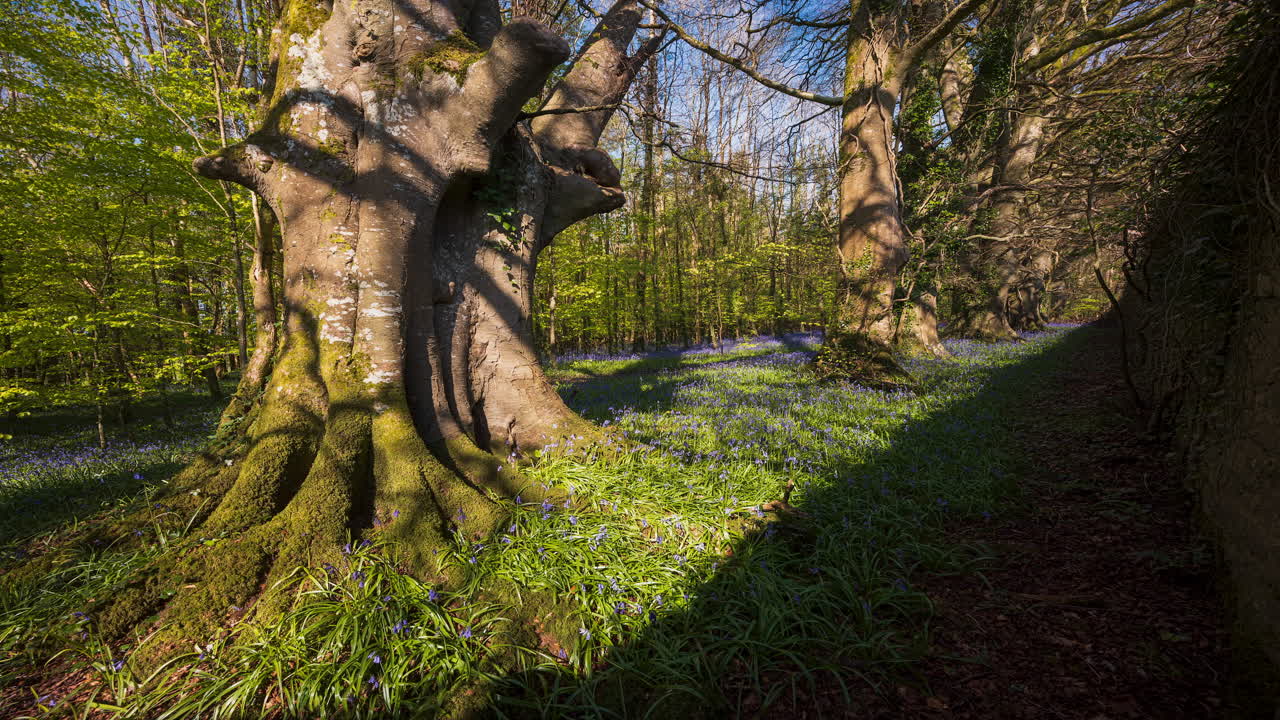 Zeitraffer vom Glockenblumenwald im Frühling in einem Naturpark in Irland.