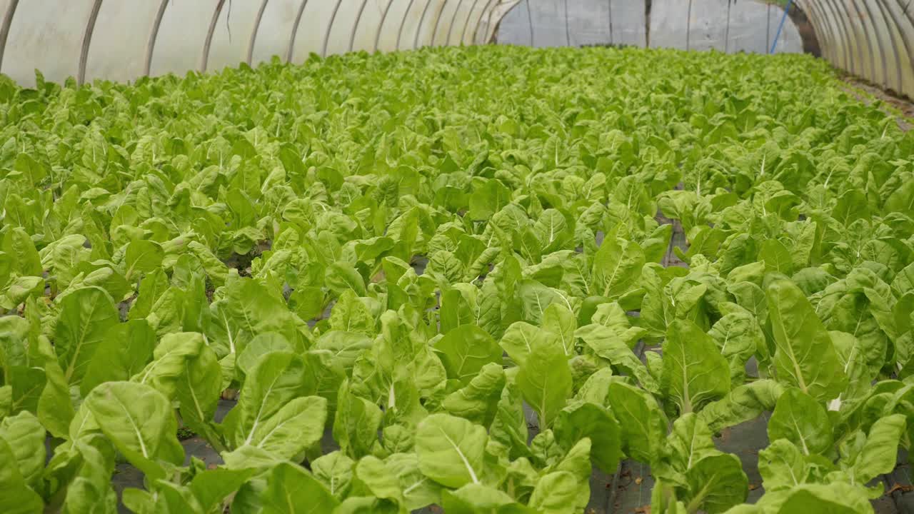 plantación de lechuga verde libre de pesticidas, orgánica y sostenible, dentro de un invernadero