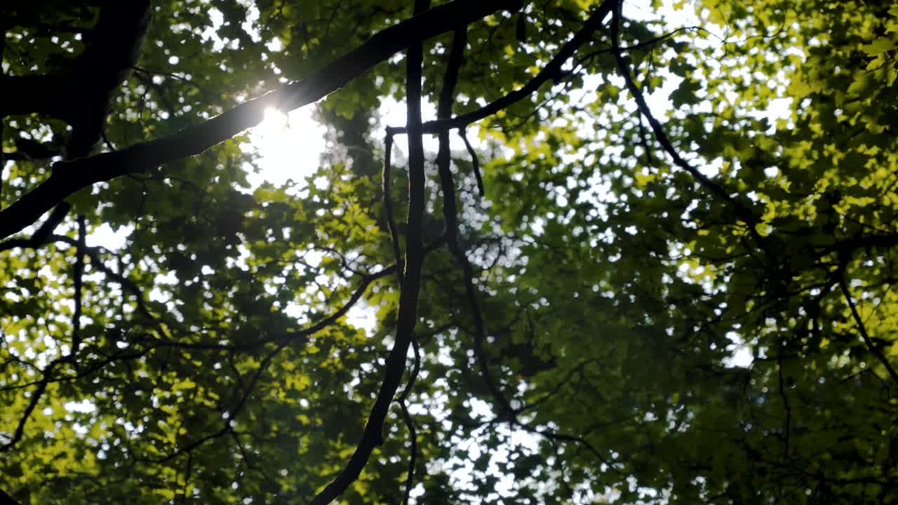 나무와 나뭇잎 사이로 비치는 햇빛 - 북아일랜드 케이브힐