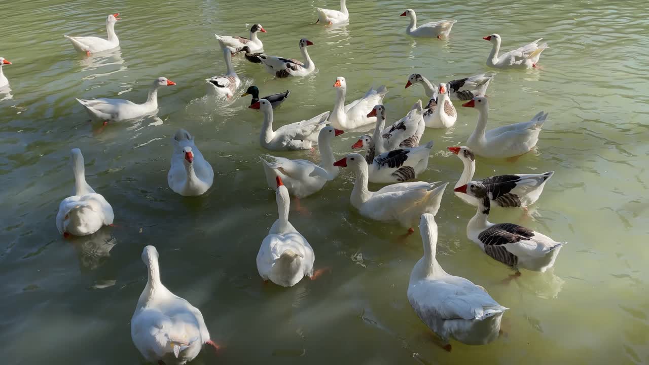 filmación en cámara lenta de un grupo de gansos en un río, son blancos y negros, también parecen blancos y algunos patos también aparecen, los vemos picoteando el agua, son muy activos