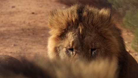 male lion closeup scars blinks and turns head slomo other lion foreground