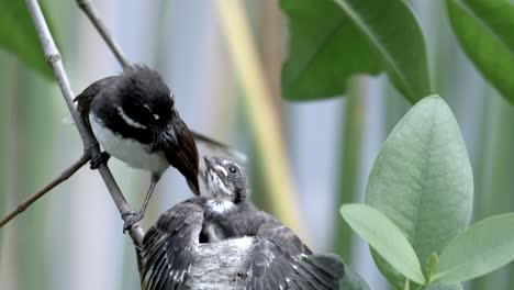 Fütterung-Von-Pied-Fantail-Nestling---Nahaufnahme