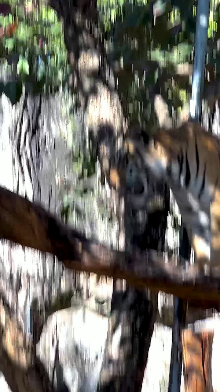 호랑이 가 동물원 에서 나무 줄기 위 에 우아 하게 고 있다
