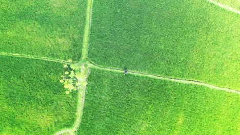 Female-tourist-disoriented-standing-in-the-green-Vietnamese-rice-fields