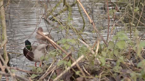 Duck-grooming-by-lake