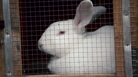 domestic white rabbit in a wooden cage