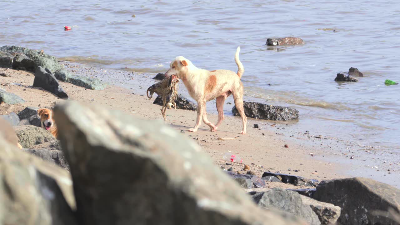 perro llevando un objeto en la boca en una playa contaminada_carretera de bandra