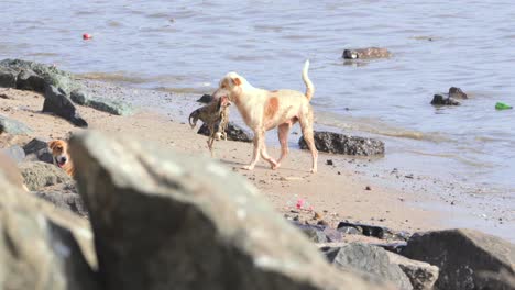 Perro-Llevando-Un-Objeto-En-La-Boca-En-Una-Playa-Contaminada_carter-Road-Bandra