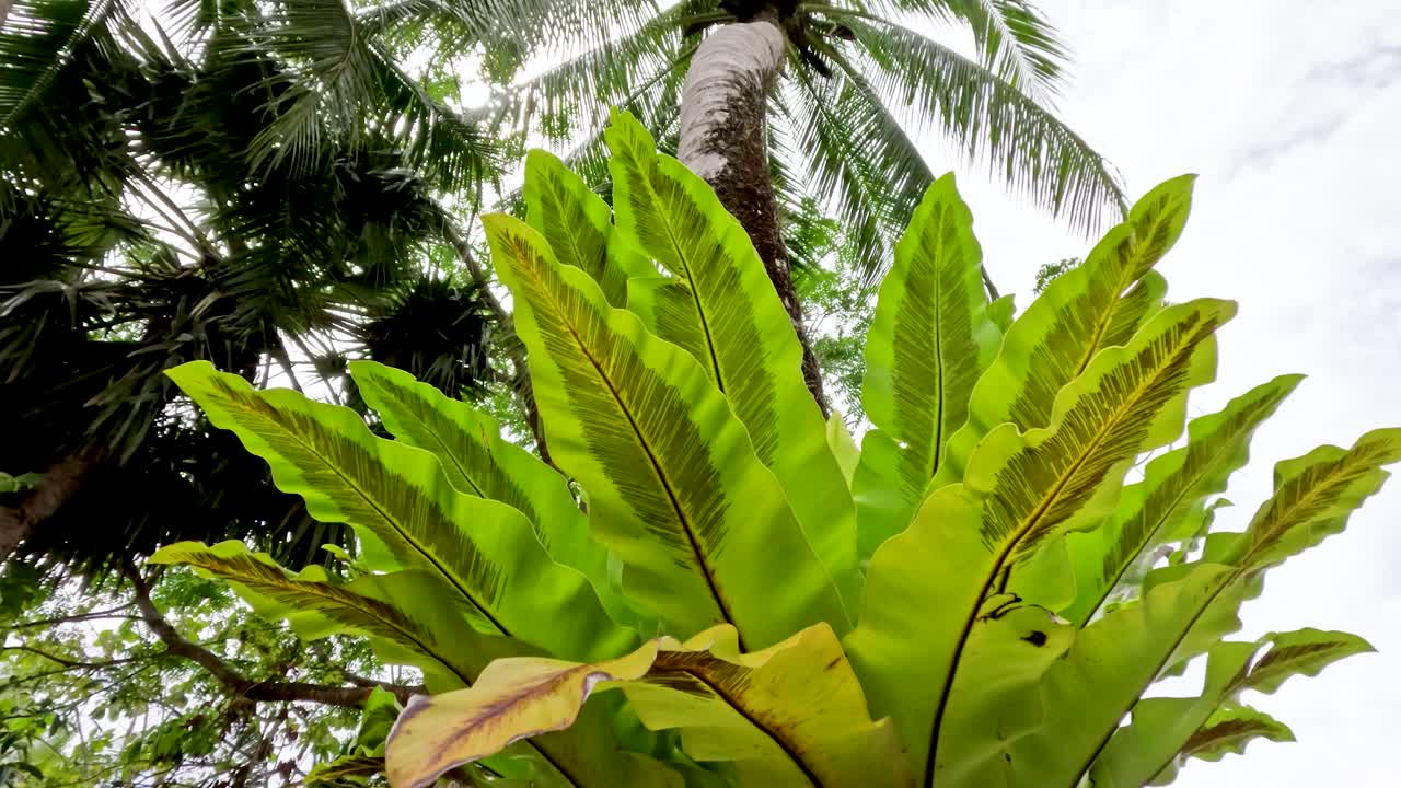 Bird’s nest fern gently swaying, low angle, natural daylight, lush tropical Phuket garden setting