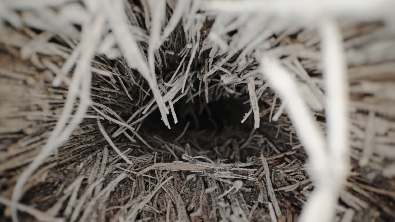 Camera Dolly-In Through Hollow Log with Stringy Wood Decay and Insect Frass