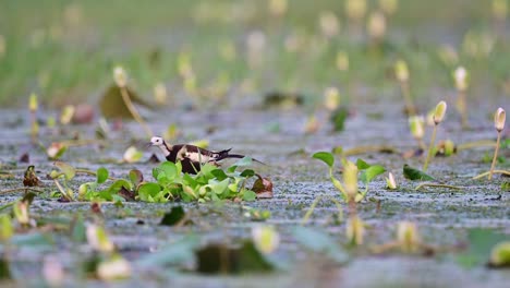 Pheasant-tailed-Jacana-Coming-to-Nest-Sitting-on-Eggs-in-Breeding-Season