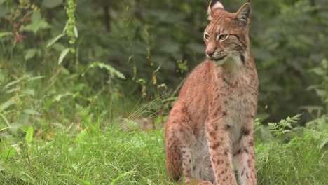 the eurasian lynx (lynx lynx) in the forest.