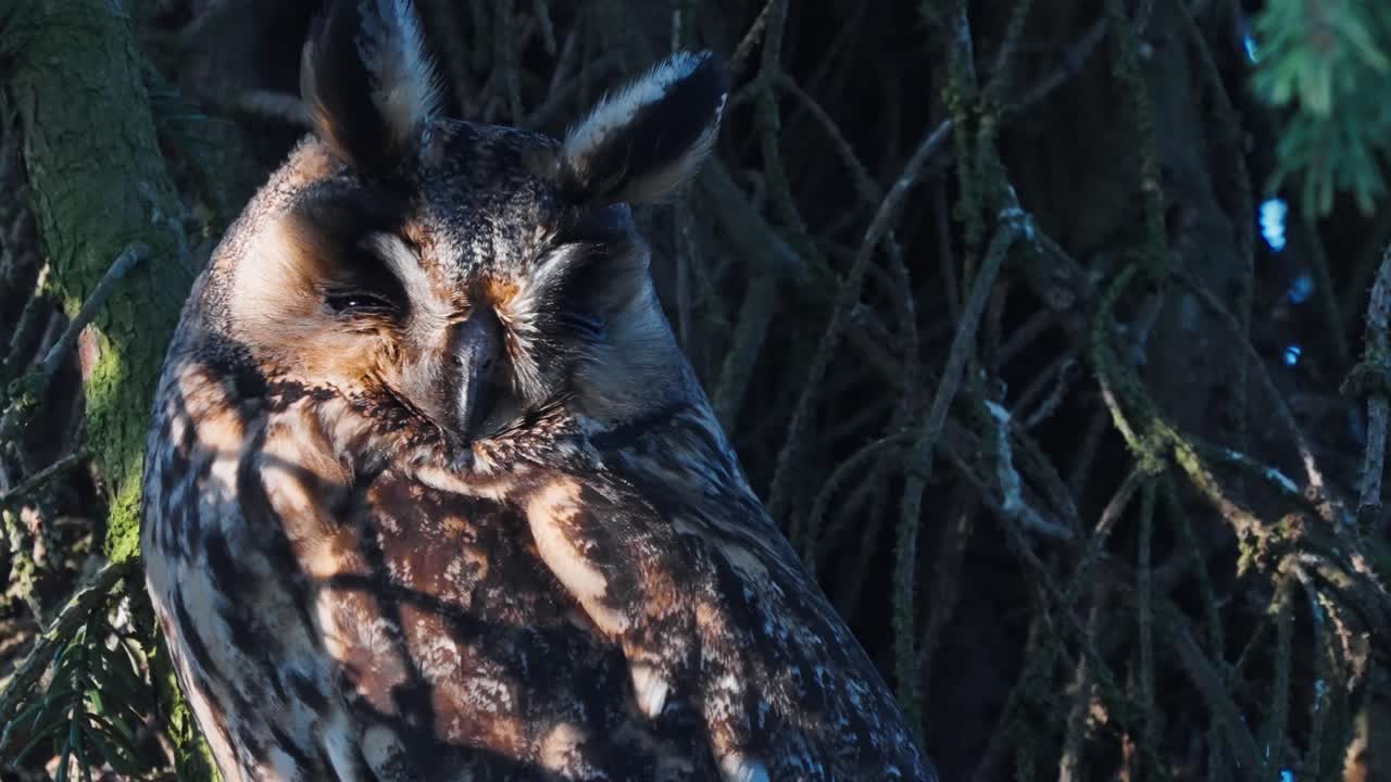 пушистая длинноухая сова, сидящая на ветке