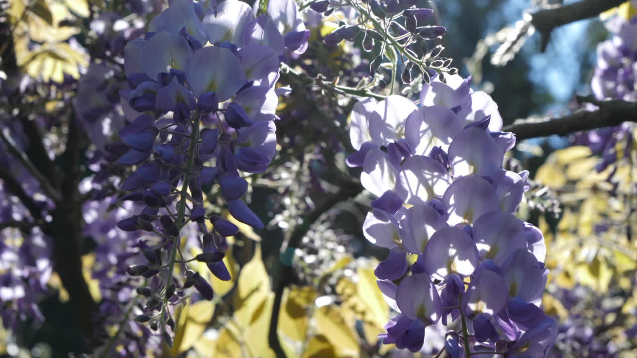 cerca de la flor de la glicerina púrpura