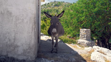 static close up frontal shot of a cute grey donkey standing lazily in the shade of a stone shed in the mountains of montenegro on a sleepy summer day