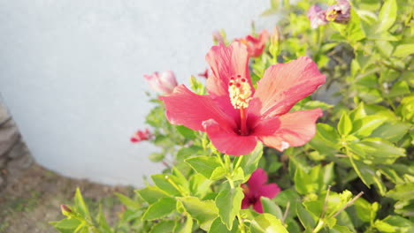 a red flower blows in slow motion in a gentle breeze