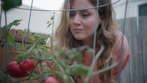 woman admiring home grown tomatoes in backyard garden, inspecting outdoor plants in the daytime