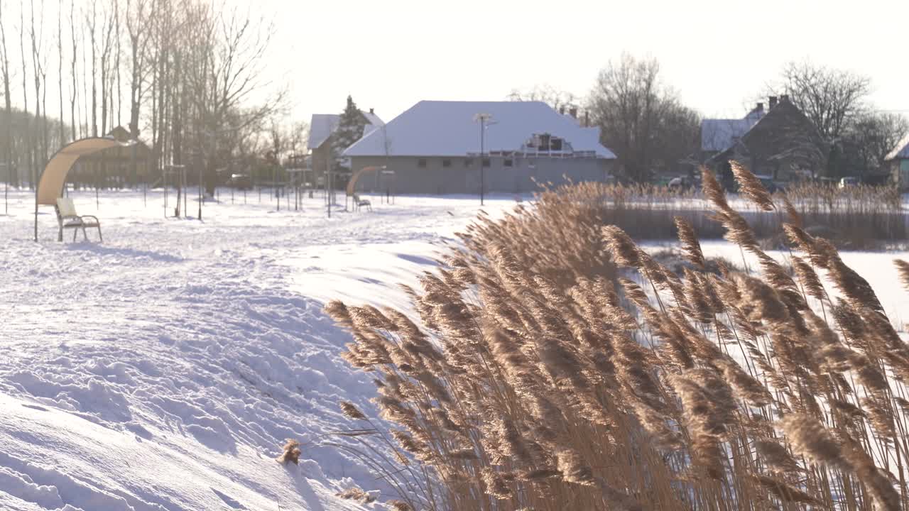 Canne che ondeggiano nel vento su una sponda innevata con uno stagno ghiacciato ed edifici di un villaggio in inverno