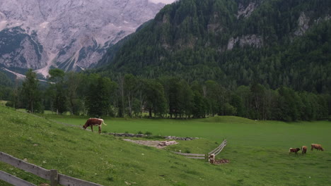 alpine pasture with cows