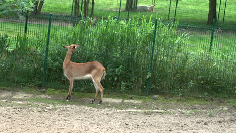 lechwe camina cerca de la cerca y tapona la hierba verde