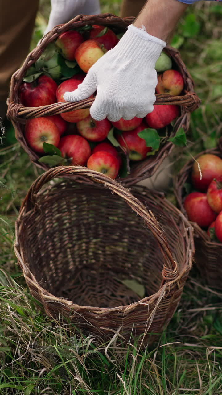 Red ripe apples in baskets. Gardening fresh fruit full basket. Vertical video