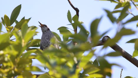 a bird perched, singing in a leafy tree